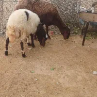 میش بره افشار جوان|حیوانات مزرعه|بروجرد, |دیوار