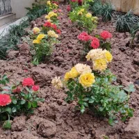 باغبانی سمپاشی گل درختکاری تیلرزنی هرس تمام نقاط