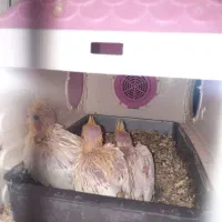 عروس هلندی نر و دستی و سرلاکی