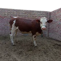 دو راس گوساله ماده|حیوانات مزرعه|دهگلان, |دیوار