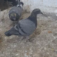 جوجه دوبر|پرنده|اردبیل, |دیوار