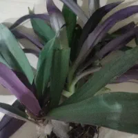 گل و گیاه قیمت مفت + اشانتیون، معاوضه یا فروش|گل و گیاه طبیعی|یزد, |دیوار