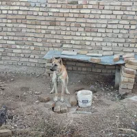 مالینیوز|سگ|بروجرد, |دیوار