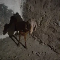 یک عددبزدوقلوزا|حیوانات مزرعه|شهرآباد, |دیوار