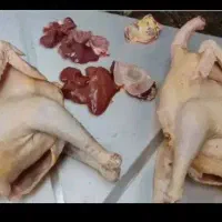 مرغ ، اردک ، بوقلمون محلی|حیوانات مزرعه|رشت, کوی جام جم|دیوار