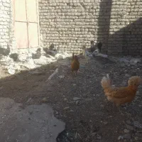 مرغ وخروس تزیئینی