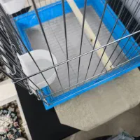 قفس عروس هلندی همراه با غذا تقویتی|لوازم جانبی حیوانات|ایلام, |دیوار