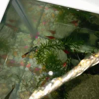 ماهی گوپی|ماهی|بندرعباس, |دیوار