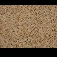 بزر شالی ۱۲۰ روزه