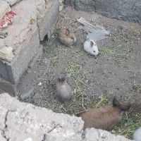 خرگوش|موش و خرگوش|رفسنجان, |دیوار