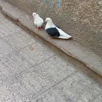 کبوتر نر وماده