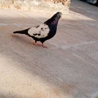 کفتر سینه ای