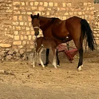 مادیان و کره اسب