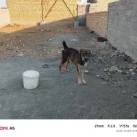 سگ افغان|سگ|قلندر آباد, |دیوار