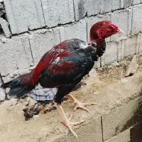 لاری نصل و اصالت تضمینی