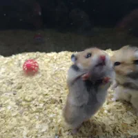 همستر|موش و خرگوش|کرج, کیانمهر|دیوار