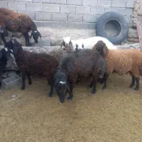 فروش بره کشتاری|حیوانات مزرعه|فیروزکوه, |دیوار