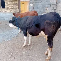 گاو سیمینتال