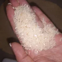 برنج طارم هاشمی مازندران