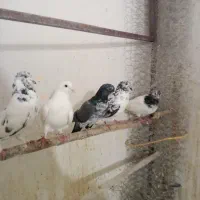 پنج تا کبوتر پرشی و سالم