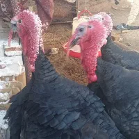 ۲ عددبوقلمون  نر  برنز سینه پهن اصل اصل