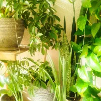 گل طبیعی|گل و گیاه طبیعی|شاهینشهر, حافظ جنوبی|دیوار