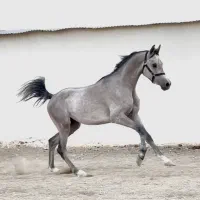 فروش اسب نریان بسیار زیبای عرب