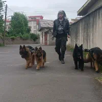 مربی سگ ،پانسیون ،آموزش در منزل، سرویس حمل نقل سگ