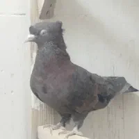 کبوتر بهبانی|پرنده|شیراز, شهرک مطهری|دیوار