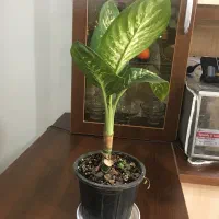 گل دیفن باخیا|گل و گیاه طبیعی|تهران, مسعودیه|دیوار