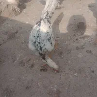 مرغ لاری چیل اس