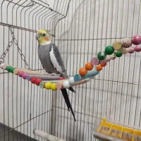 عروس هلندی نربا قفس