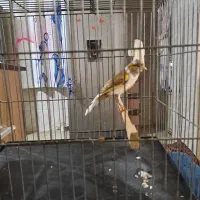 قناری ماده ابلغ رنگ خاص