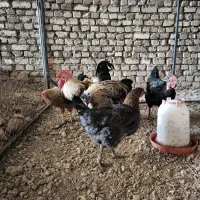 مرغ و خروس