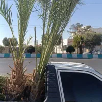 فروش نخل خرما ونهال مرکبات ارسال رایگان|گل و گیاه طبیعی|یزد, |دیوار