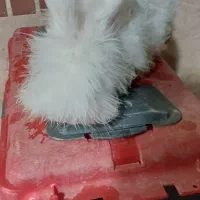 فروش خرگوش نژاد آنگورا|موش و خرگوش|آران و بیدگل, |دیوار