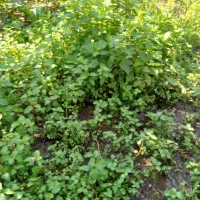 خلیواش ونانا ترو تازه باغی خوش عطرو خوش بو|گل و گیاه طبیعی|لشت نشا, |دیوار
