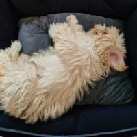 سگ ۸ ماهه شیتزو