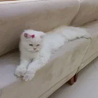 گربه پرشین سفید برفی