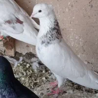 قره|پرنده|مشهد, بهارستان|دیوار
