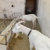 سه راس بز و سه راستی که کهره.