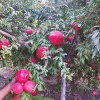 انار محلی درجه یک درب باغ|حراج|پیشوا, |دیوار