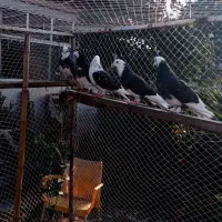 کبوتر نشانه صلح دوستی