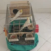 عروس هلندی نر و ماده