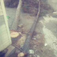 خریدفروش چوب قطع وبرش درخت هرس کاری|خدمات باغبانی و درختکاری|مشهد, توس (بلوار توس)|دیوار