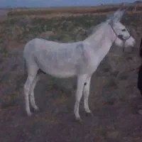 الاغ مادیون پر ۲ساله باری سواری
