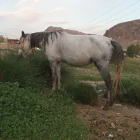 مادیان عرب با کره ماده۳ماهه|اسب و تجهیزات اسب‌سواری|تهران, آبشار|دیوار
