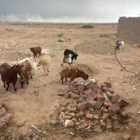 بز وگیسه محلی چاق