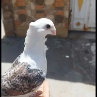کبوتر