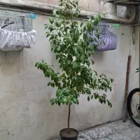 درختچه بنجامین